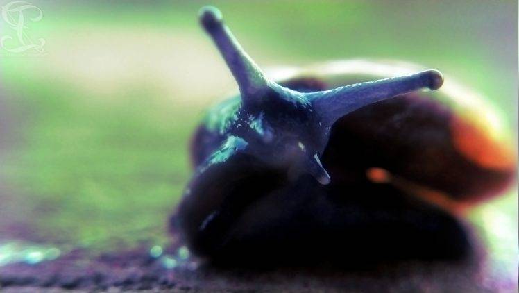 snail, Animals, Macro HD Wallpaper Desktop Background