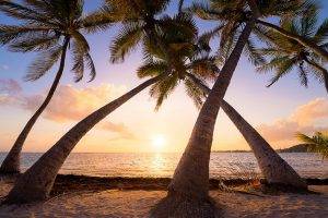 nature, Landscape, Beach, Sunrise, Palm Trees, Sea, Sand, Tropical, Caribbean, Guadeloupe Island, Summer, Vacations
