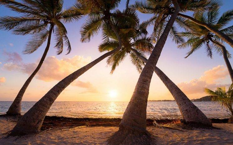 nature, Landscape, Beach, Sunrise, Palm Trees, Sea, Sand, Tropical, Caribbean, Guadeloupe Island, Summer, Vacations HD Wallpaper Desktop Background