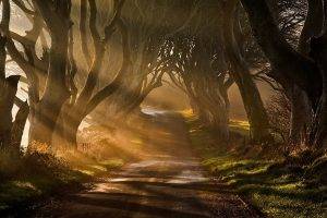 nature, Landscape, Mist, Sun Rays, Road, Trees, Grass, Shrubs, Sunrise, Ireland
