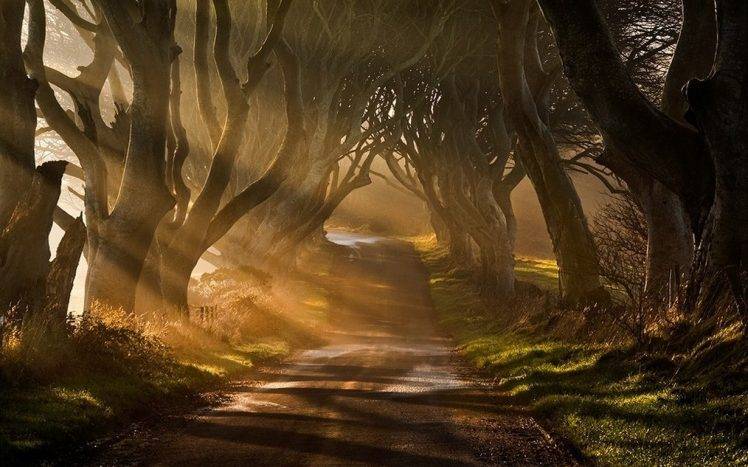 nature, Landscape, Mist, Sun Rays, Road, Trees, Grass, Shrubs, Sunrise, Ireland HD Wallpaper Desktop Background