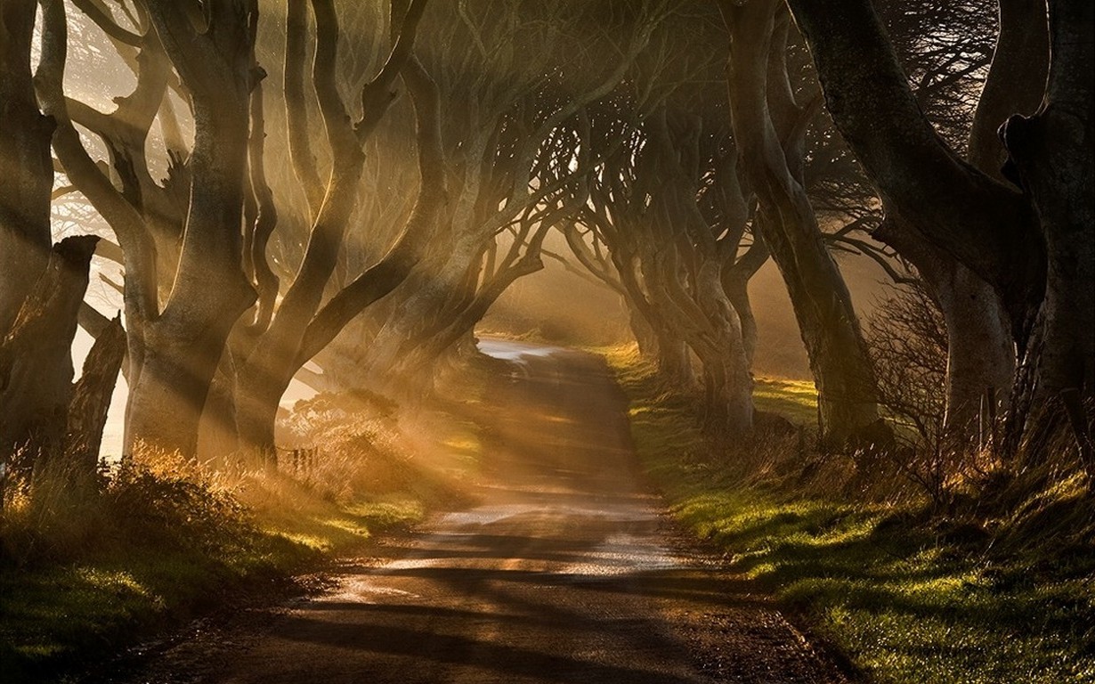 nature, Landscape, Mist, Sun Rays, Road, Trees, Grass, Shrubs, Sunrise, Ireland Wallpaper