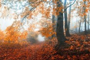 mist, Sunrise, Fall, Path, Trees, Nature, Landscape, Forest, Morning, Leaves
