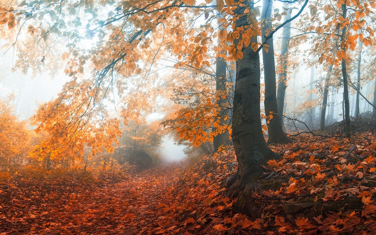 mist, Sunrise, Fall, Path, Trees, Nature, Landscape, Forest, Morning, Leaves Wallpaper