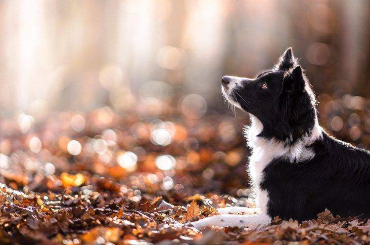 dog, Animals, Depth Of Field, Nature, Leaves, Fall HD Wallpaper Desktop Background