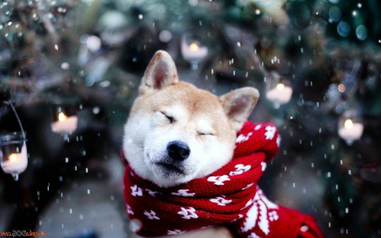 dog, Shiba Inu, Snow, Animals HD Wallpaper Desktop Background