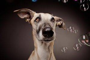animals, Dog, Bubbles