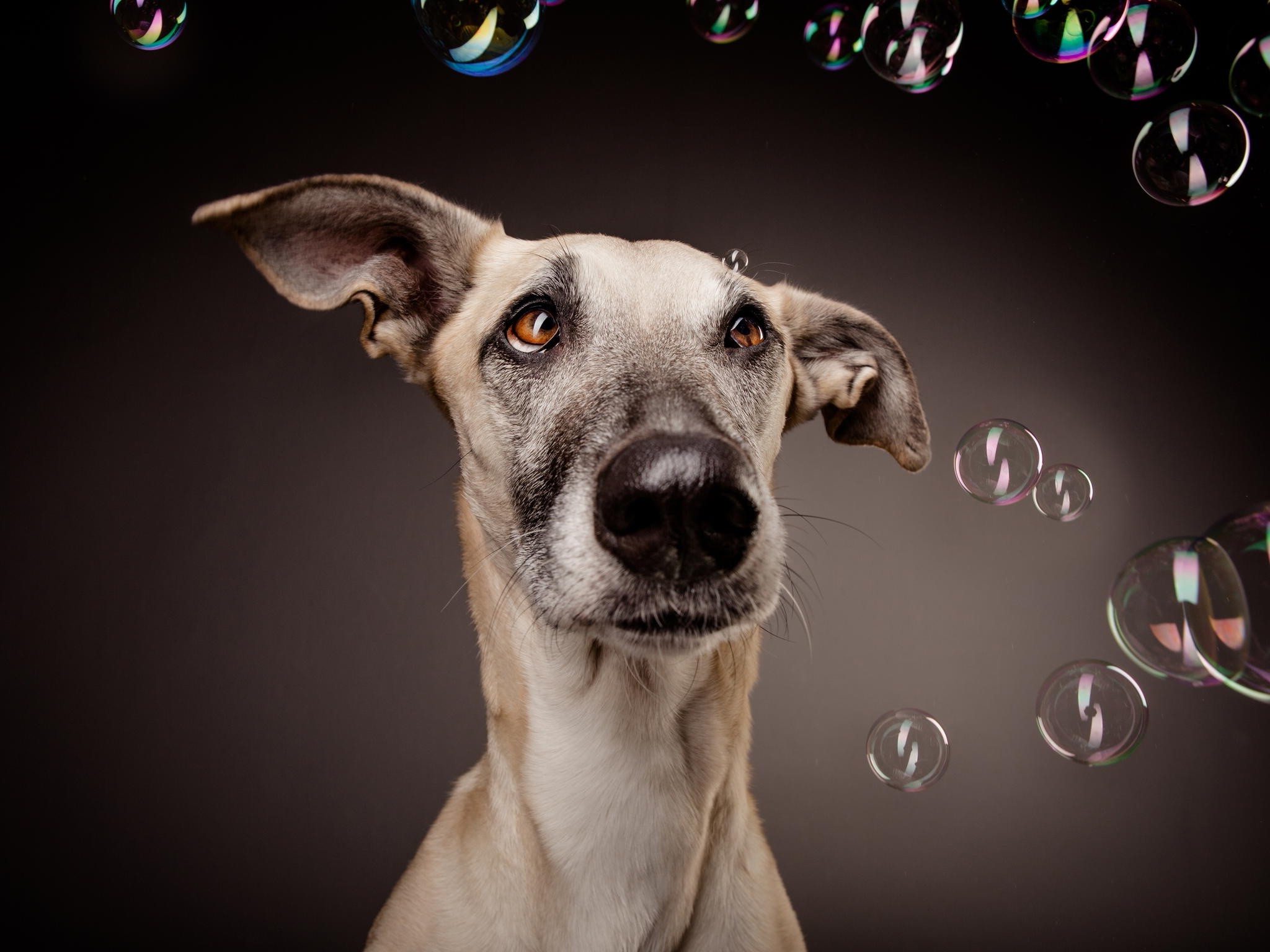 animals, Dog, Bubbles Wallpaper