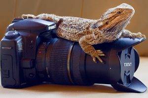 animals, Reptile, Lizards, Skin, Camera, Canon, Closeup, Photography, Reflex