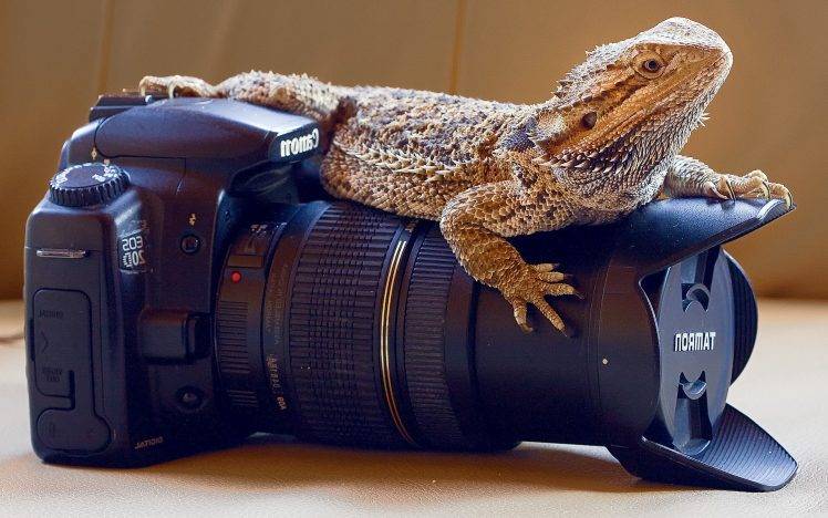 animals, Reptile, Lizards, Skin, Camera, Canon, Closeup, Photography, Reflex HD Wallpaper Desktop Background