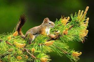 nature, Trees, Animals, Squirrel, Depth Of Field, Branch, Cones
