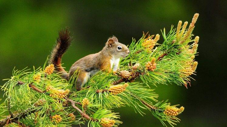 nature, Trees, Animals, Squirrel, Depth Of Field, Branch, Cones HD Wallpaper Desktop Background