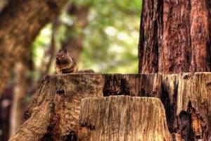 nature, Trees, Animals, Squirrel, Wood, Depth Of Field, Forest