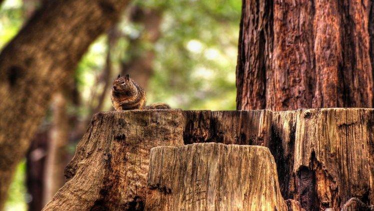 nature, Trees, Animals, Squirrel, Wood, Depth Of Field, Forest HD Wallpaper Desktop Background