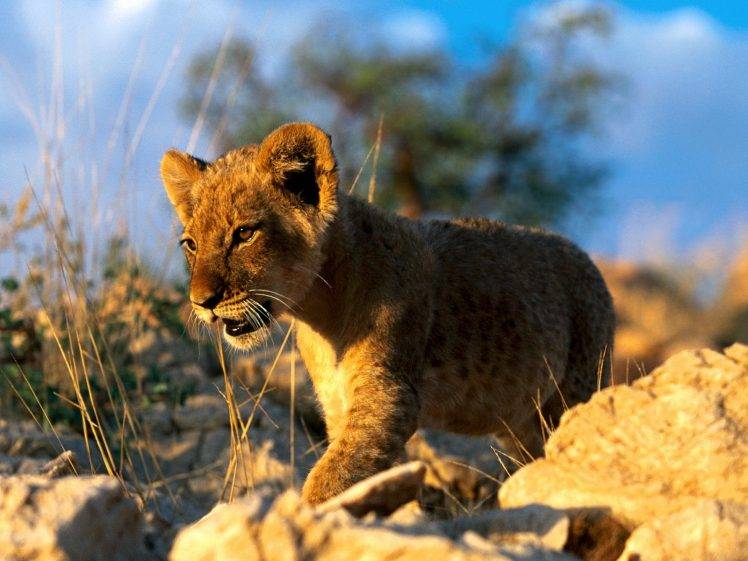 animals, Baby Animals, Lion HD Wallpaper Desktop Background
