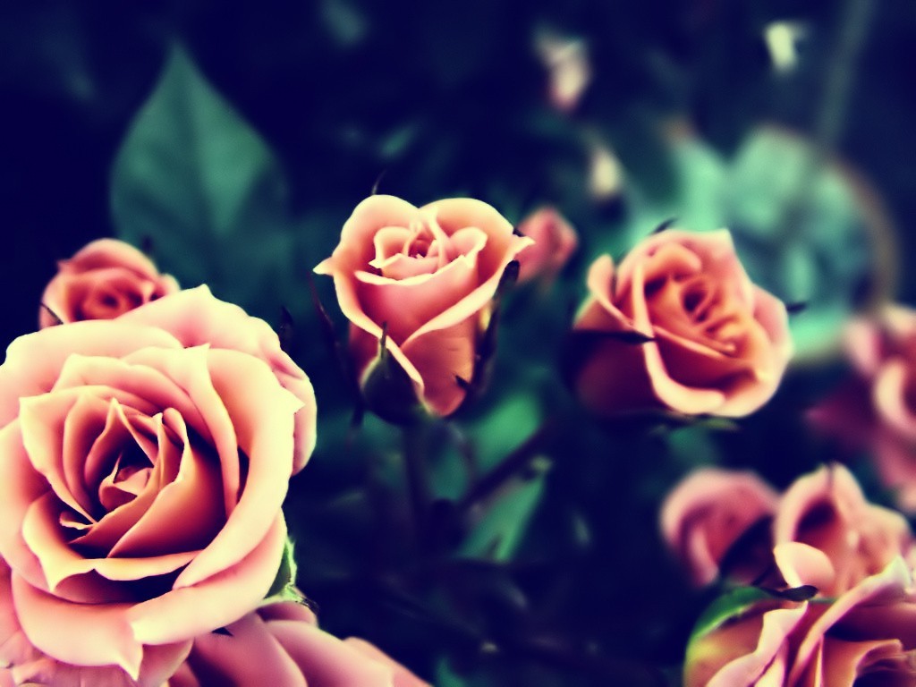 flowers Wallpaper