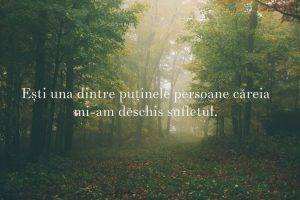 Romanian, Quote, Forest, Sunlight