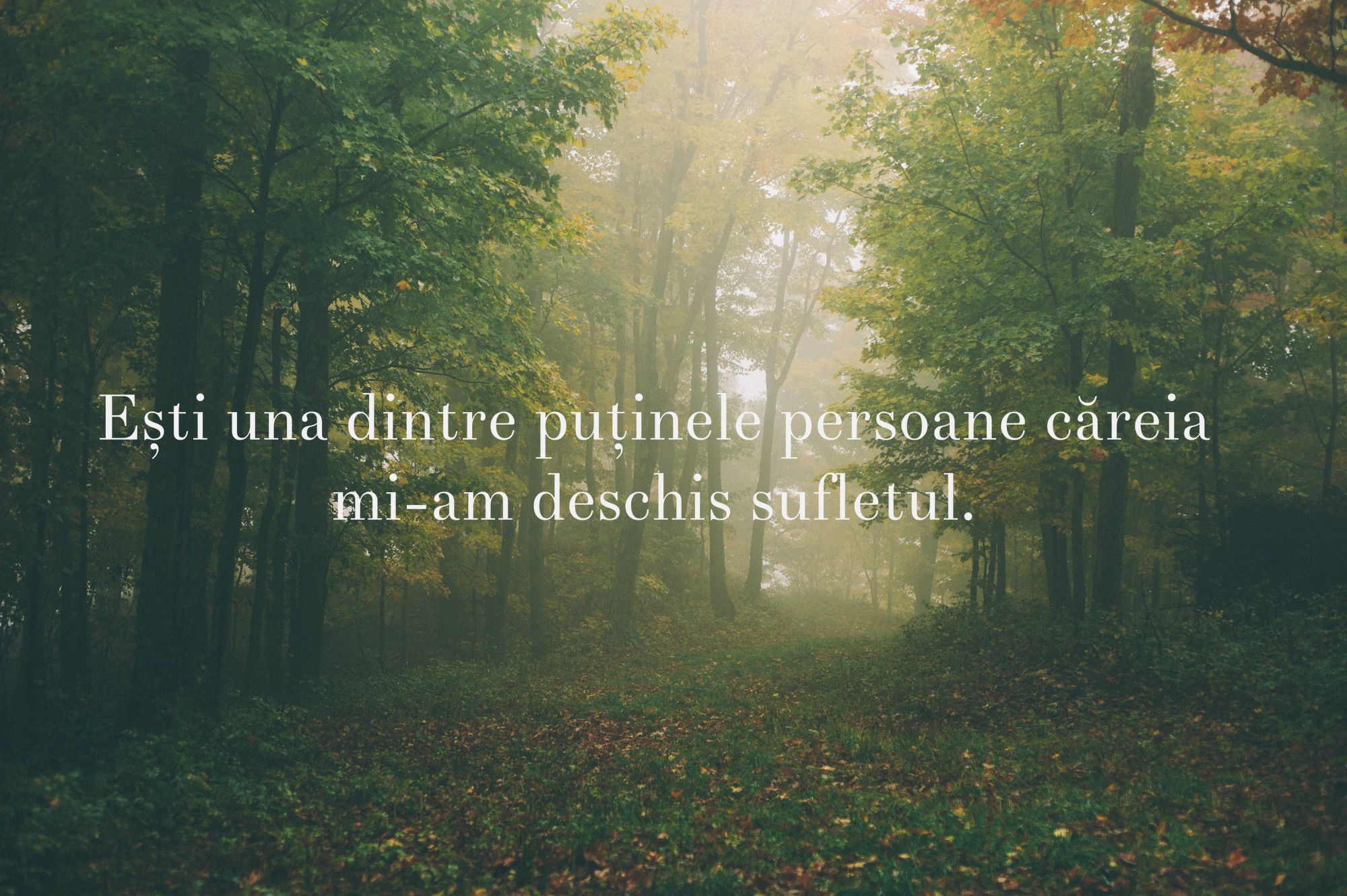 Romanian, Quote, Forest, Sunlight Wallpaper