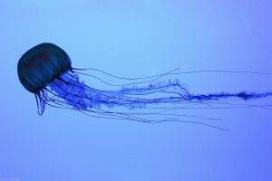 jellyfish, Water, Animals, Medusa