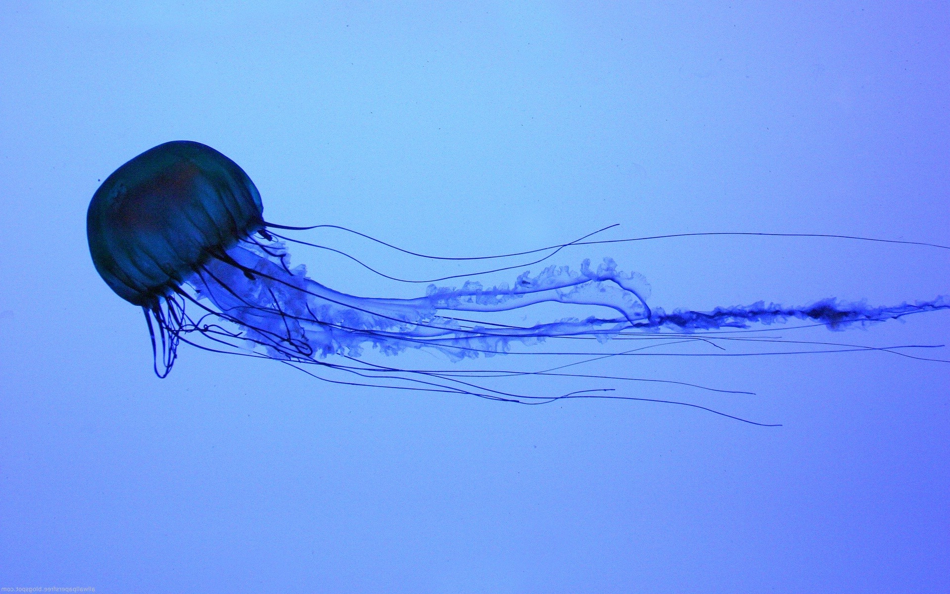 jellyfish, Water, Animals, Medusa Wallpaper