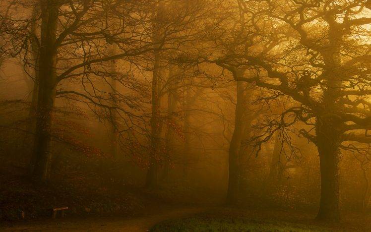 landscape, Nature, Fall, Park, Trees, Mist, Bench, Morning, Path, Grass HD Wallpaper Desktop Background