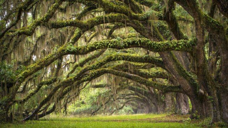 nature, Landscape, Trees, Branch, Leaves, South Carolina, USA, Forest, Moss, Grass, Field HD Wallpaper Desktop Background