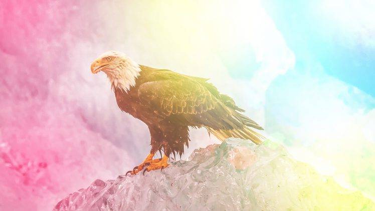 colorful, Edited, Eagle, Animals, Wildlife, Bald Eagle HD Wallpaper Desktop Background