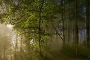 landscape, Forest, Sun Rays, Path, Nature, Sunrise, Trees, Spring, Morning, Mist, Green