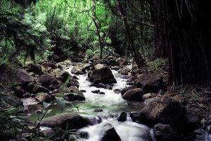forest, Stream, Rock, Water, Nature, Landscape