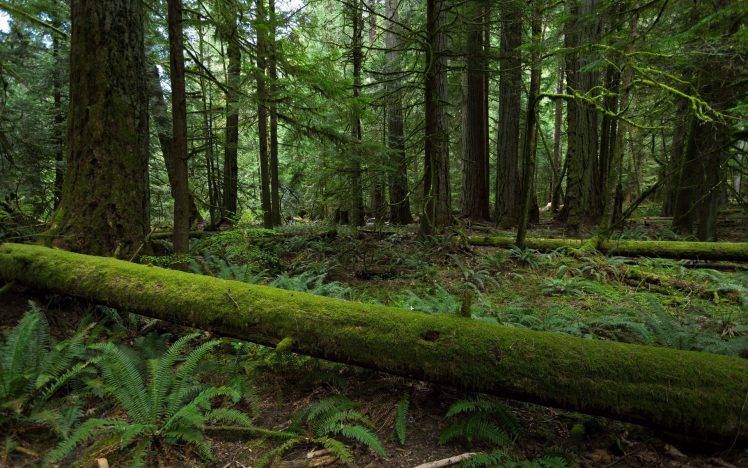 forest, Moss, Nature, Landscape HD Wallpaper Desktop Background