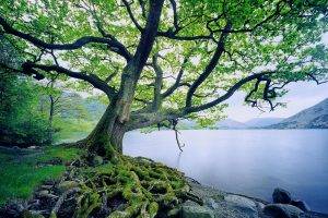 trees, Moss, Lake, Nature, Landscape, Roots