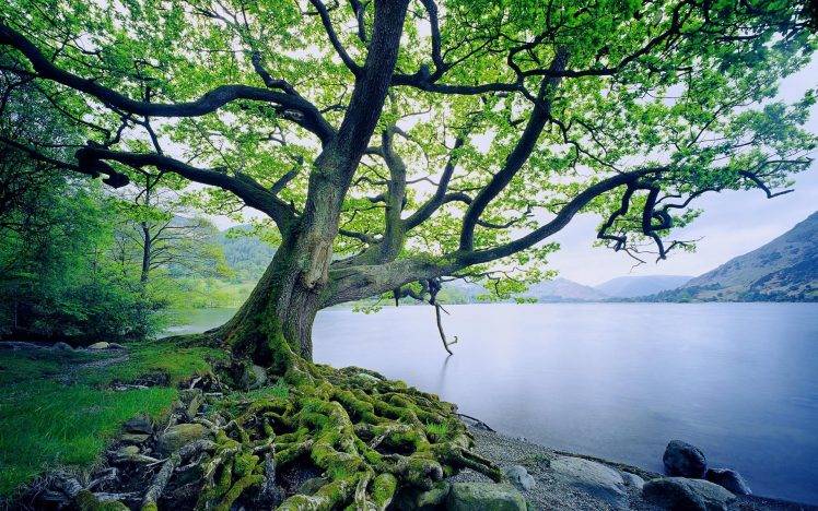 trees, Moss, Lake, Nature, Landscape, Roots HD Wallpaper Desktop Background