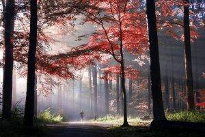nature, Landscape, Sunlight, Mist, Morning, Fall, Park, Trees, Sun Rays, Path, Colorful, Running, Leaves