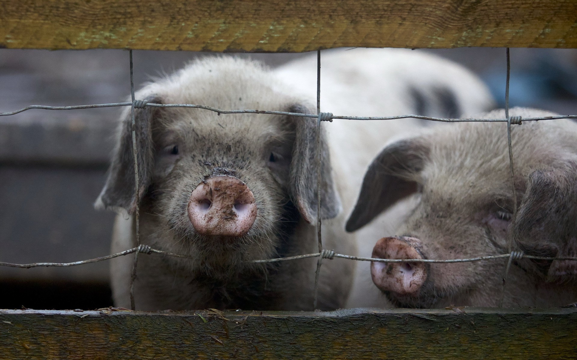 pigs, Animals Wallpaper