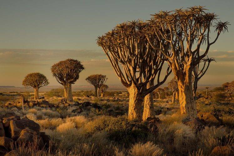 Namibia, Africa, Nature, Landscape, Trees, Savannah, Shrubs, Sunset HD Wallpaper Desktop Background