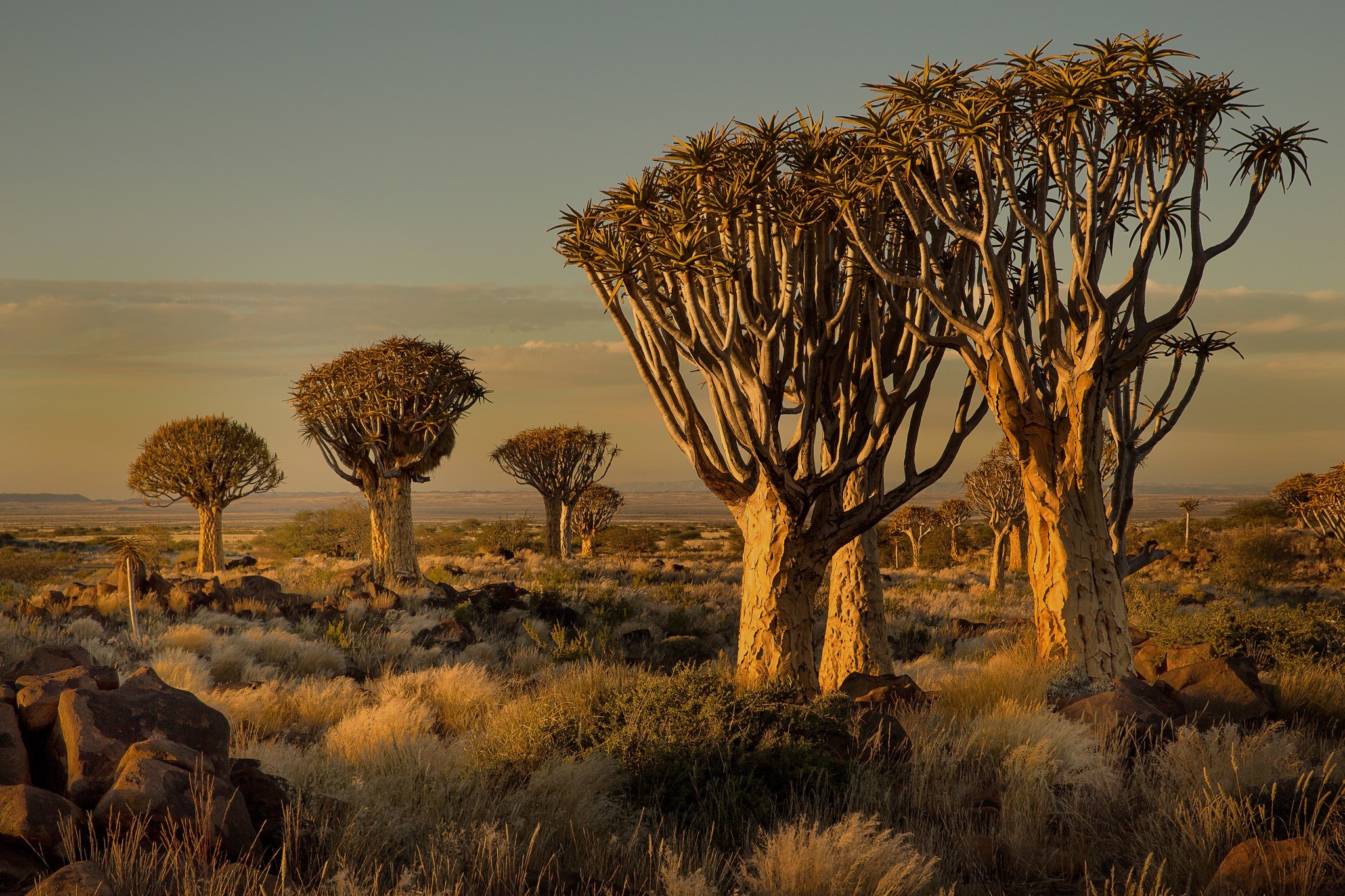 Namibia, Africa, Nature, Landscape, Trees, Savannah, Shrubs, Sunset Wallpaper