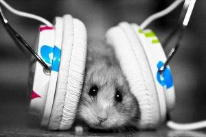 hamster, Animals, Headphones