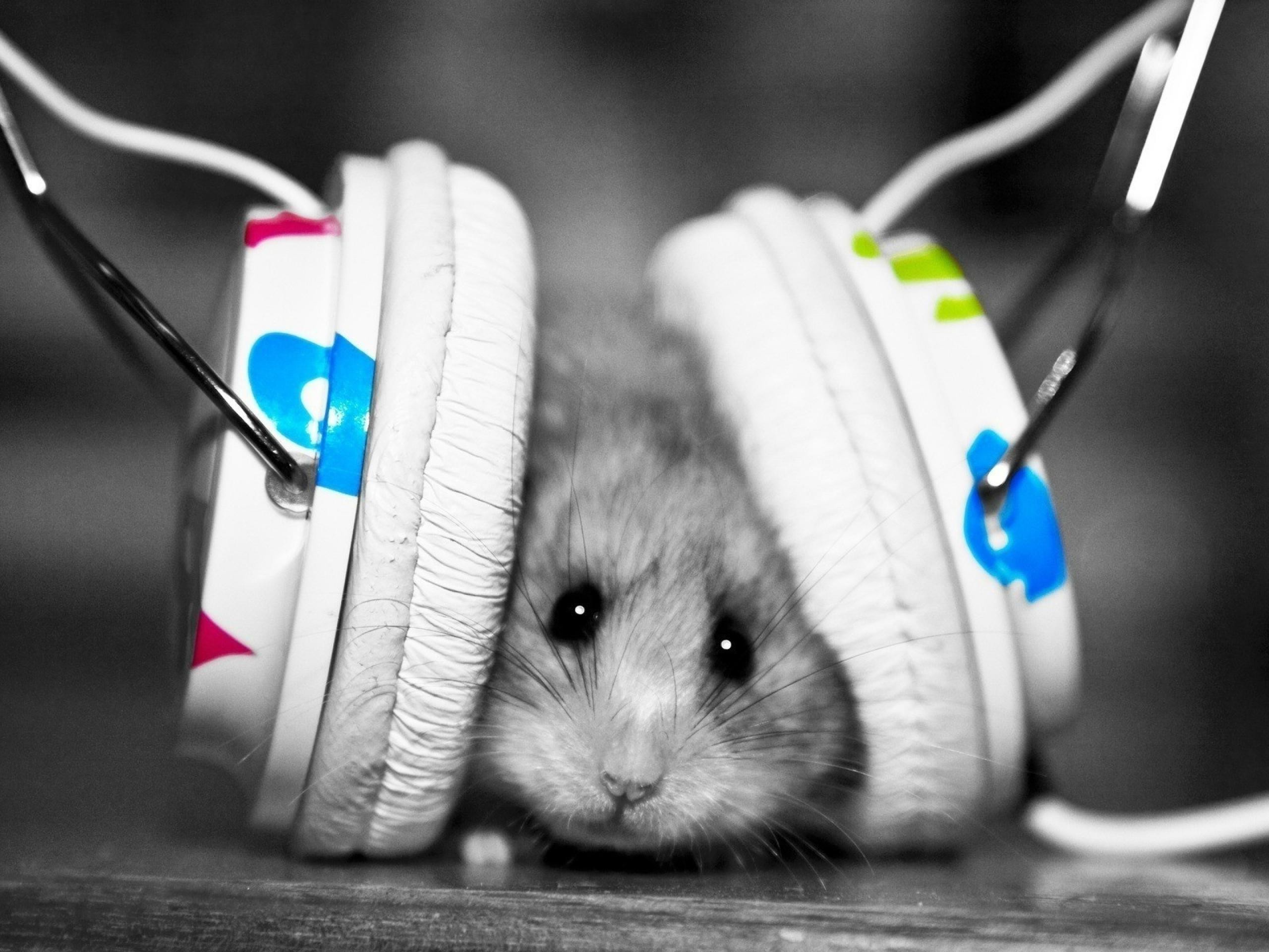 hamster, Animals, Headphones Wallpaper