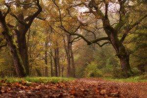 nature, Landscape, Leaves, Path, Grass, Mist, Park, Trees, Shrubs, Fall