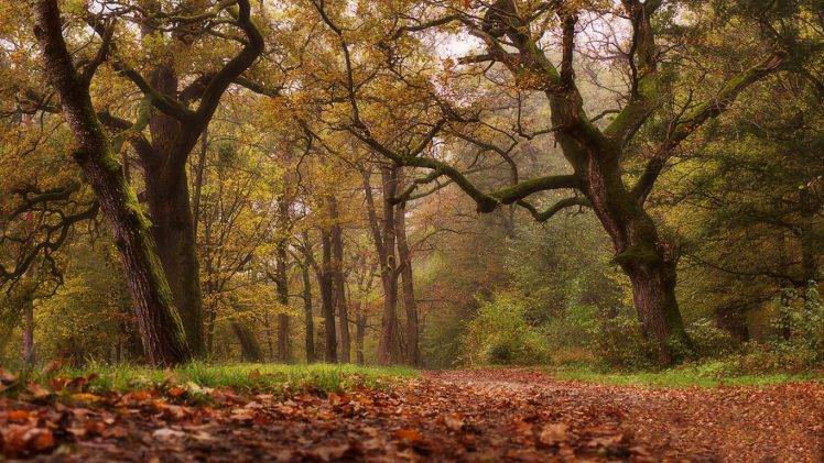 nature, Landscape, Leaves, Path, Grass, Mist, Park, Trees, Shrubs, Fall HD Wallpaper Desktop Background