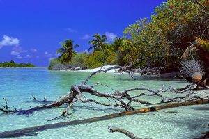 nature, Landscape, Deserted Island, Beach, Trees, Dead Trees, Palm Trees, Sea, Sand, Water, Tropical, Summer, Maldives