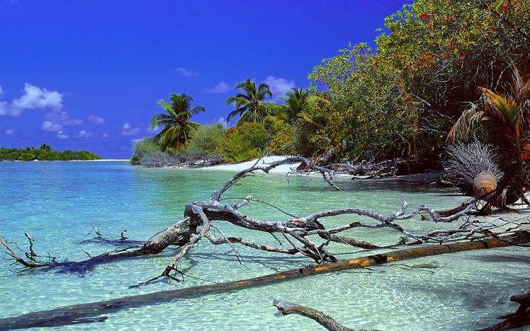 nature, Landscape, Deserted Island, Beach, Trees, Dead Trees, Palm Trees, Sea, Sand, Water, Tropical, Summer, Maldives HD Wallpaper Desktop Background