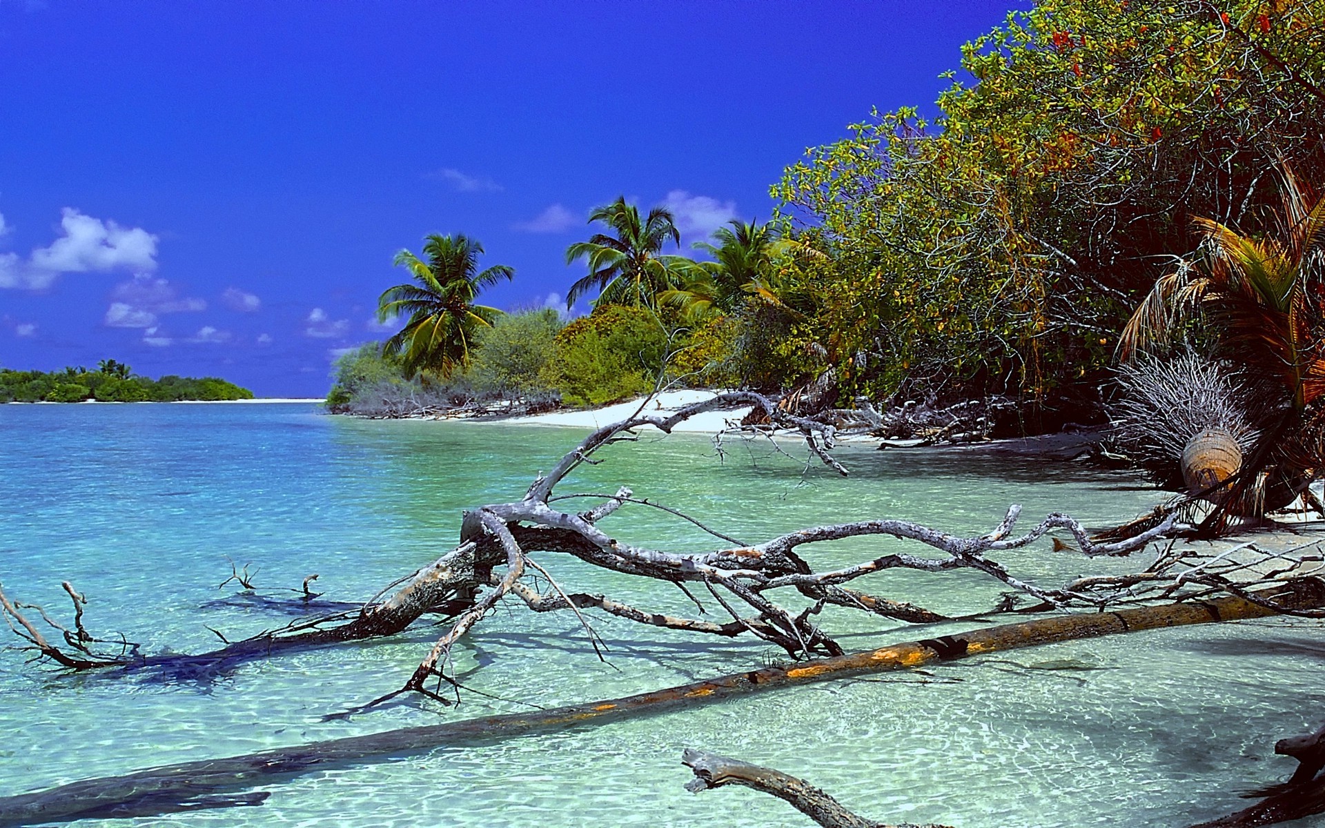 nature, Landscape, Deserted Island, Beach, Trees, Dead Trees, Palm Trees, Sea, Sand, Water, Tropical, Summer, Maldives Wallpaper