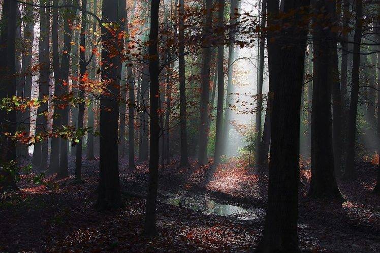 landscape, Nature, Forest, Mist, Path, Leaves, Fall, Sun Rays, Puddle, Trees HD Wallpaper Desktop Background