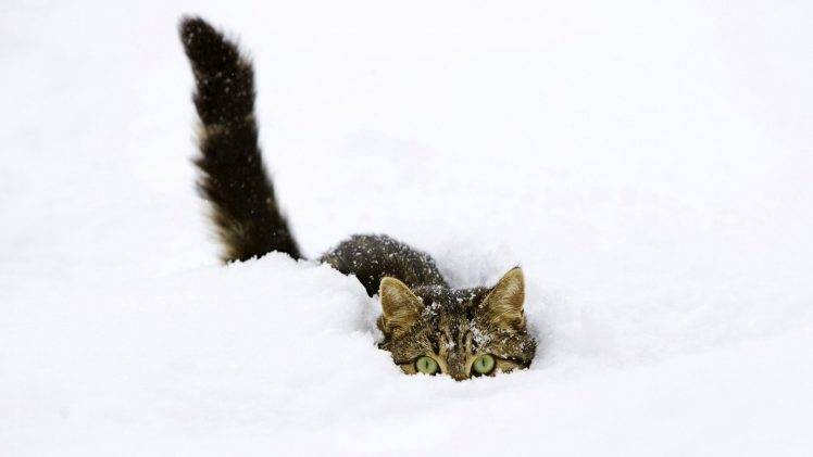 cat, Snow, Animals HD Wallpaper Desktop Background