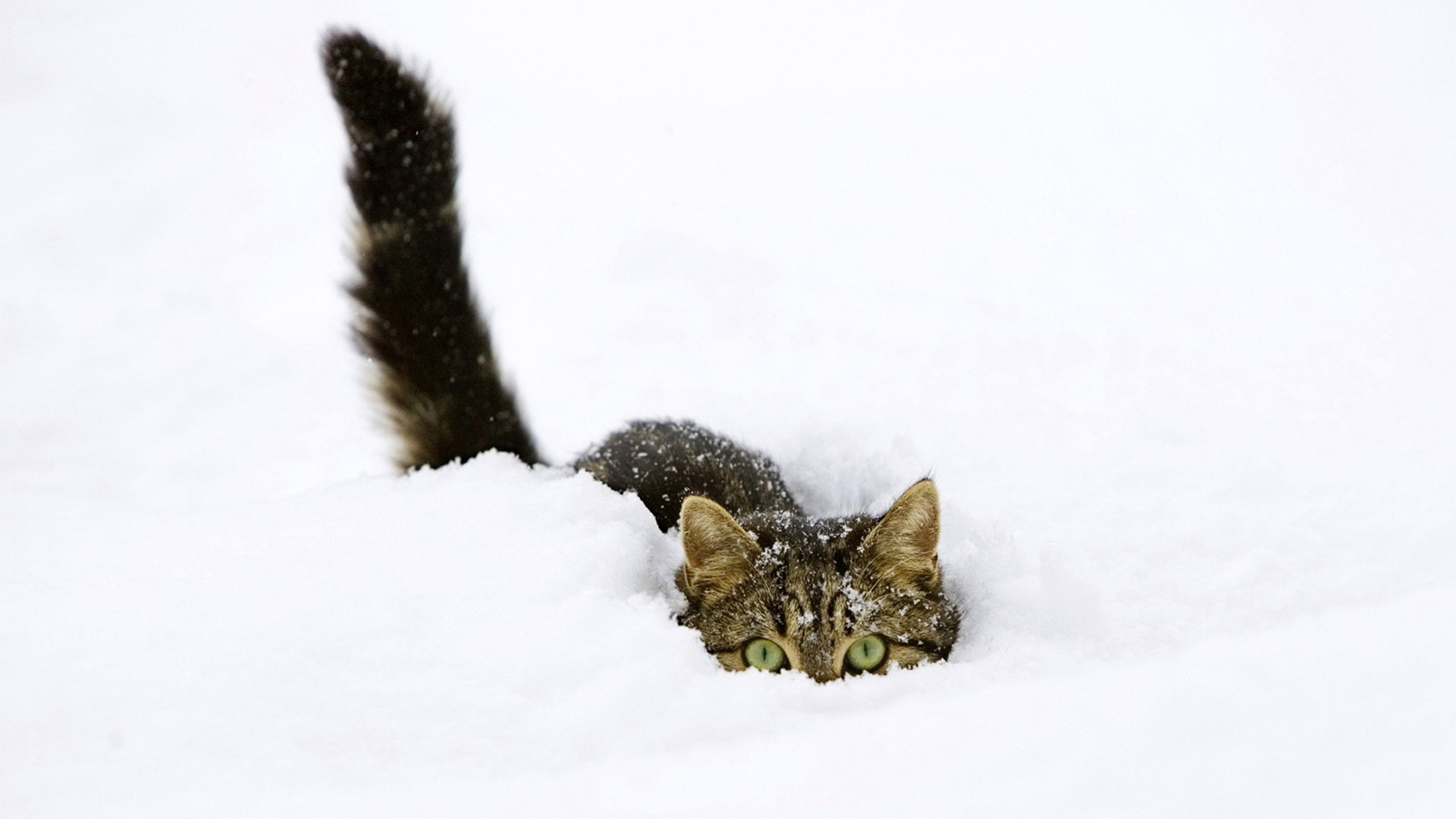 cat, Snow, Animals Wallpaper