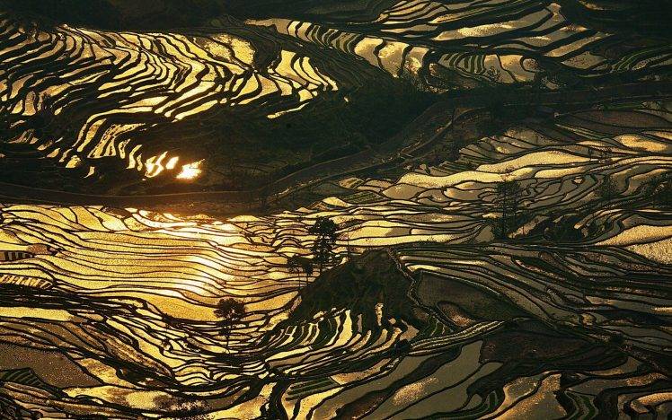 nature, Landscape, Rice Paddy, China, Water, Sunrise, Gold, Terraced Field, Sunlight HD Wallpaper Desktop Background