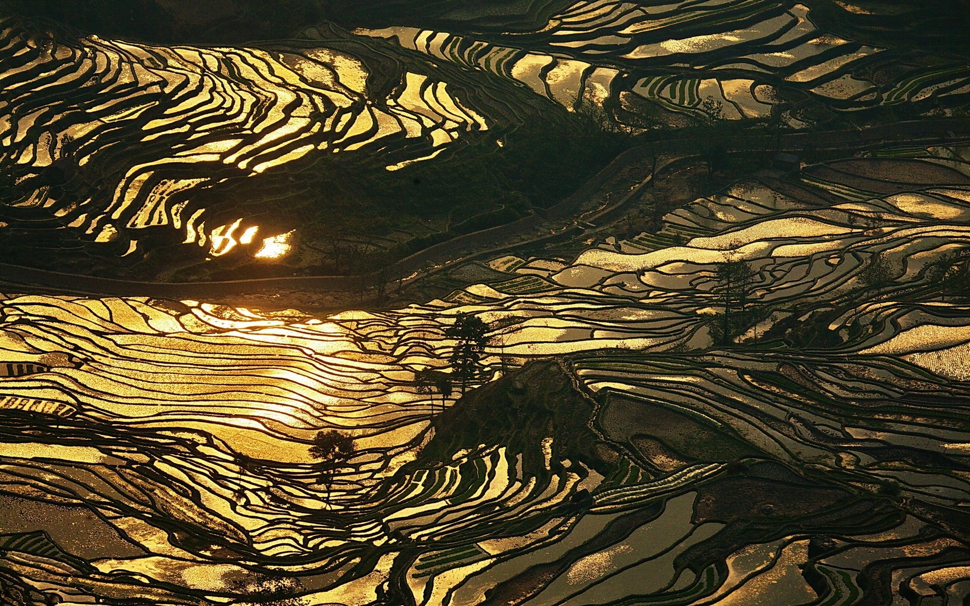nature, Landscape, Rice Paddy, China, Water, Sunrise, Gold, Terraced Field, Sunlight Wallpaper