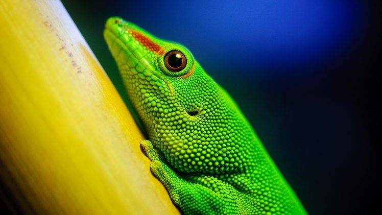 macro, Animals, Lizards, Reptile HD Wallpaper Desktop Background
