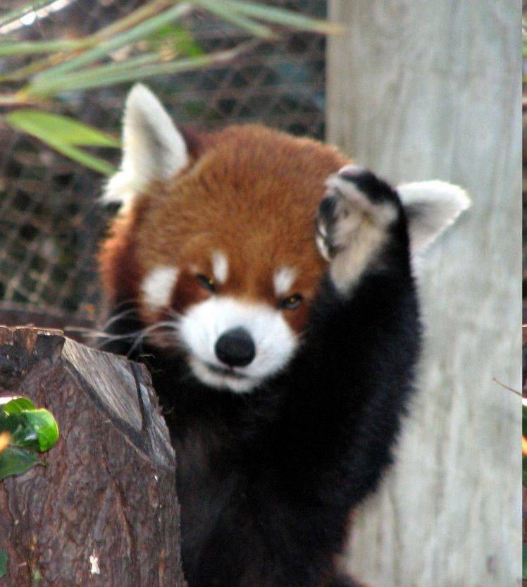 animals, Red Panda HD Wallpaper Desktop Background